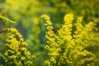 Close-up of yellow flowering plants on field