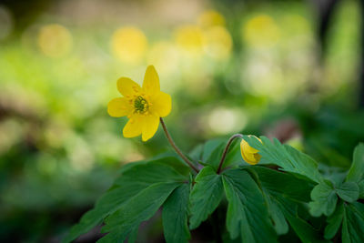 Close-up of yellow flowering plant