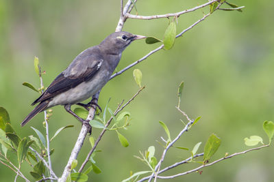 Close-up of bird perching on branch