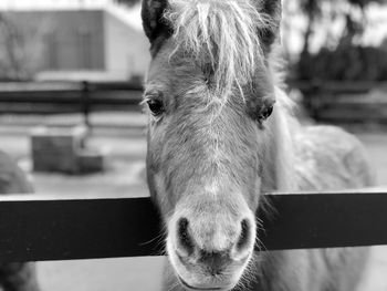 Close-up of horse