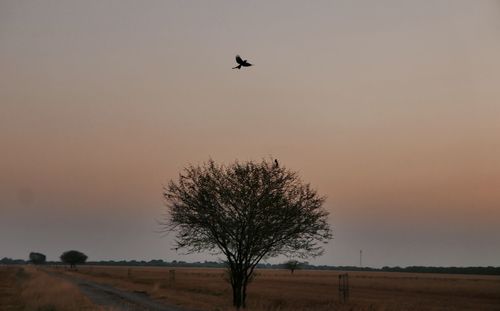 Silhouette of bird flying over landscape against sky