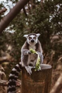 Portrait of lemur eating lettuce on tree