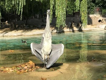 View of bird by the lake