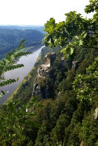 Scenic view of tree on mountain against sky