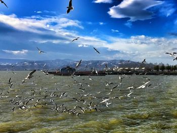 Birds flying over beach against sky