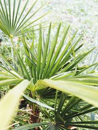 Close-up of fresh green plant