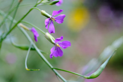 Close-up of pink flowering plant