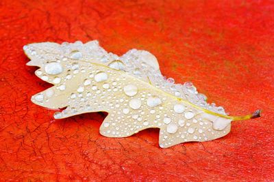 Close-up of wet oak leaf on orange table