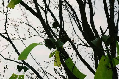 Low angle view of tree against sky