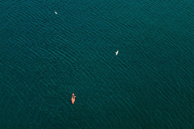 Aerial view of birds flying over sea