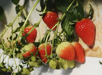 Close-up of strawberries