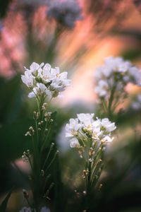 Close-up of white flowering plant