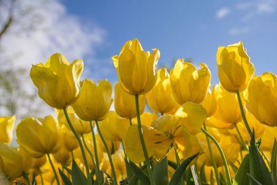 Close-up of yellow flowering plants on field against sky