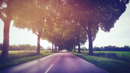 Road passing through trees