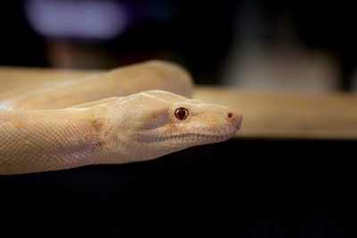 Close-up of fish in aquarium