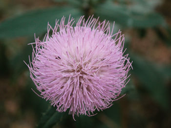 Close-up of purple thistle flower