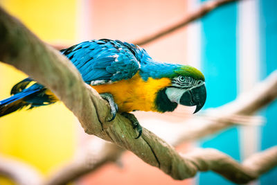 Close-up of parrot perching on branch