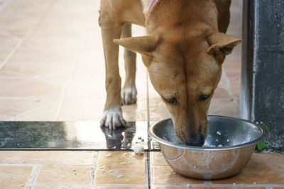 Close-up of dog standing on floor