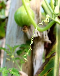 Close-up of fresh green plant