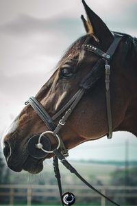 Close-up of a horse against the sky