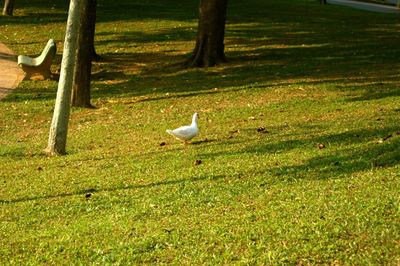 Swan perching on field