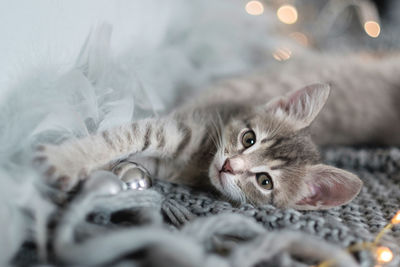 Close-up portrait of a cat