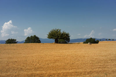 Trees on field against sky