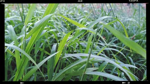 Close-up of plants growing on field