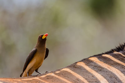 Close-up of yellow bill ox pecker  bird perching on a the back of a zebra