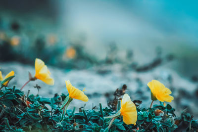 Close-up of yellow flowering plant