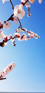 Low angle view of cherry blossoms against blue sky