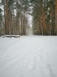 Snow covered land amidst trees in forest