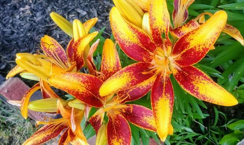 Close-up of yellow lilies
