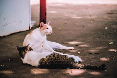 Cat resting in a dog looking away