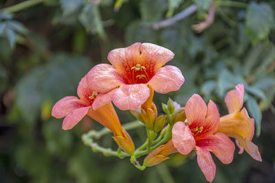 Close-up of pink flowering plant