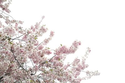 Low angle view of apple blossoms in spring against clear sky