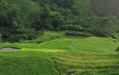 Scenic view of agricultural field