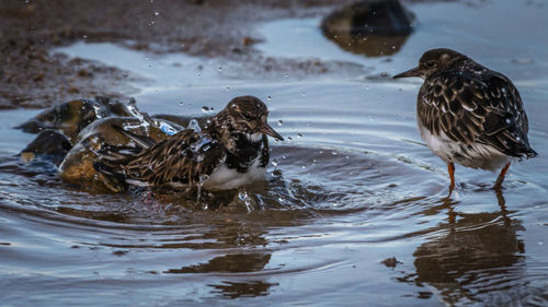 Birds in lake