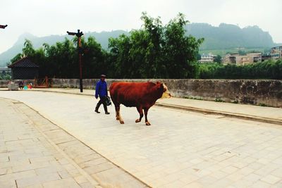 Two horses on road