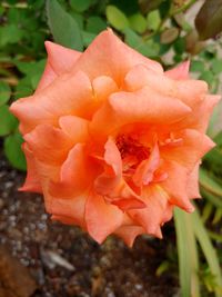 Close-up of orange flower on field