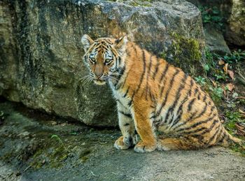 Portrait of tiger on rock