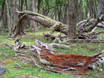 Trees in forest