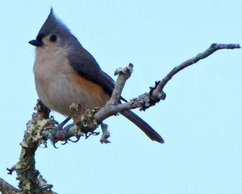 Low angle view of birds perching on tree