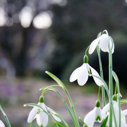 Close-up of white flowering plant