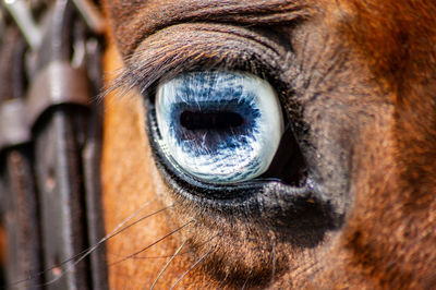 A blue horses eye