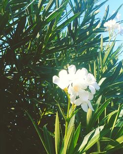 Close-up of flowers growing in park