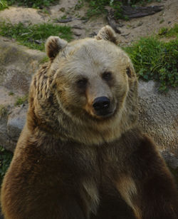 Close-up of lion