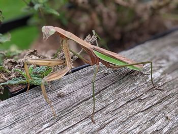 Close-up of insect on wood