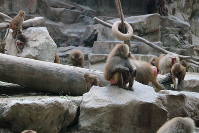 Monkeys in a zoo