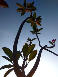 Low angle view of flowering plant against clear sky